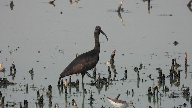 ibis hnědý - ML610619629