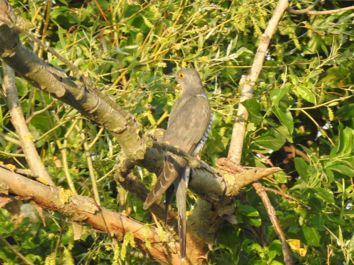 Common Cuckoo - ML610619631