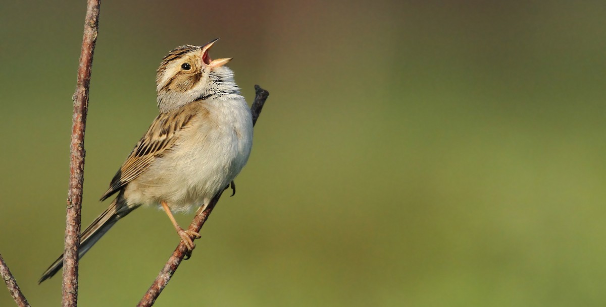 Clay-colored Sparrow - ML61061971