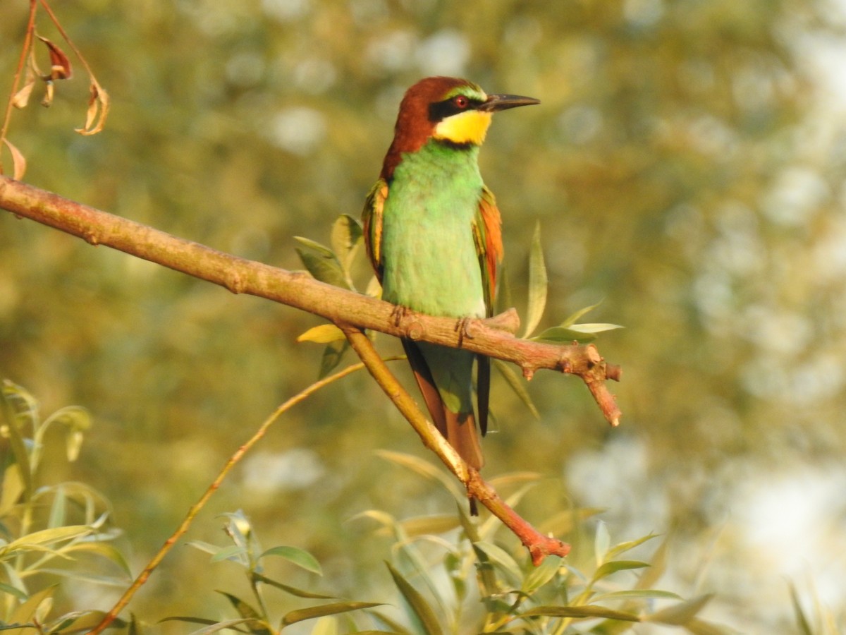 European Bee-eater - ML610619718