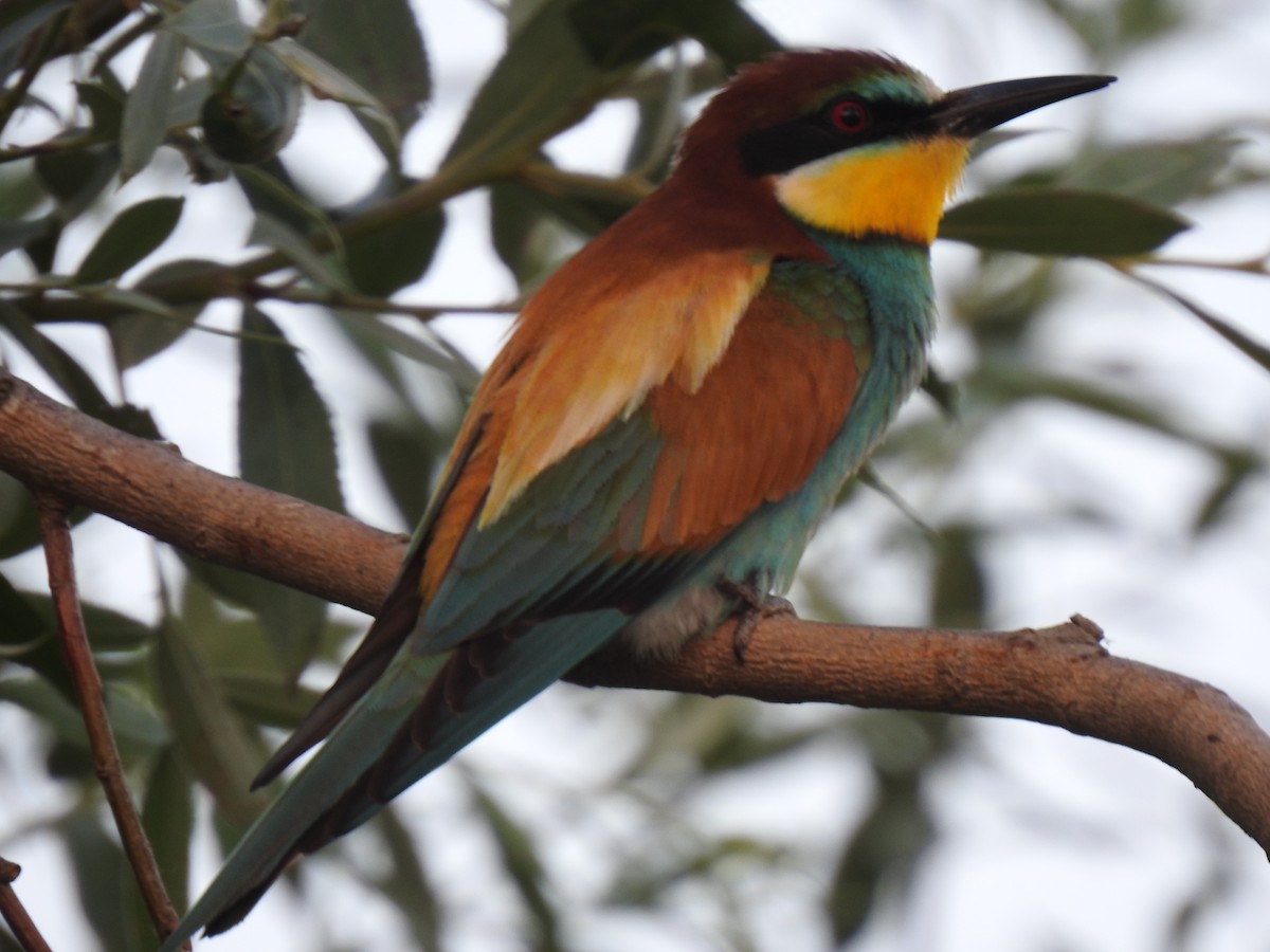 European Bee-eater - Zeynep Sever