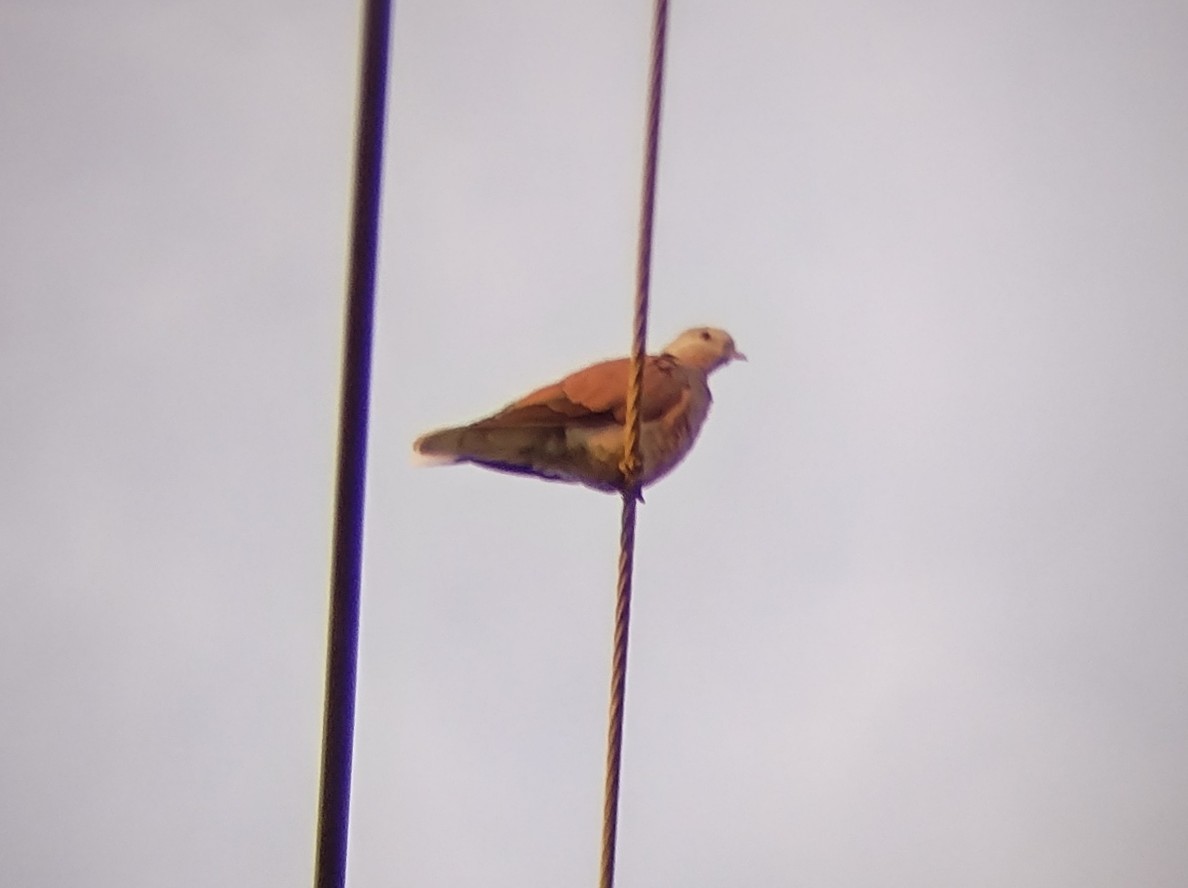Red Collared-Dove - ML610619871
