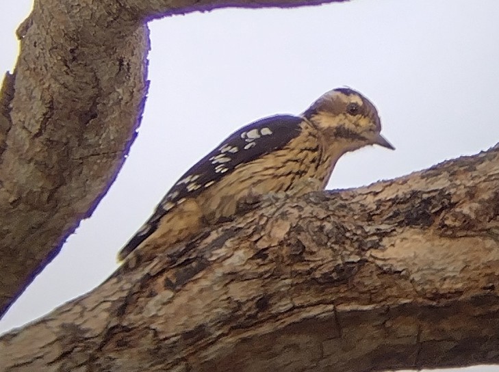 Gray-capped Pygmy Woodpecker - ML610619899