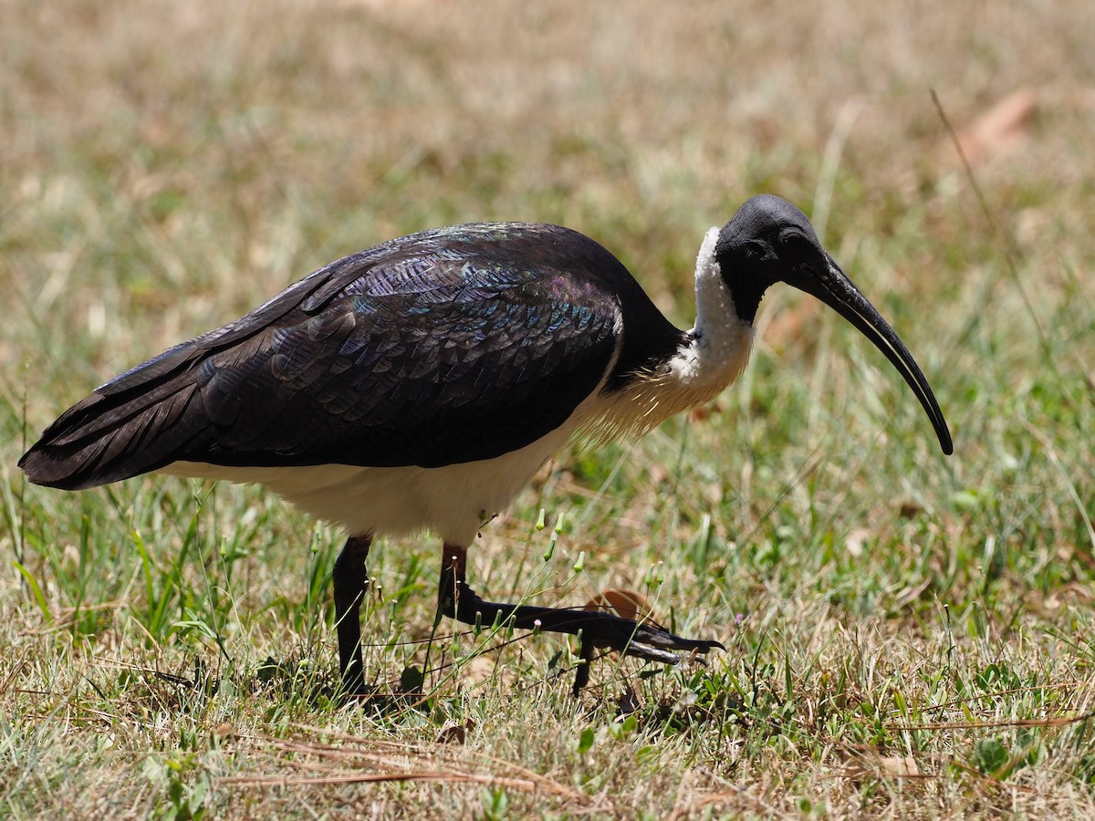 ibis slámokrký - ML610620171