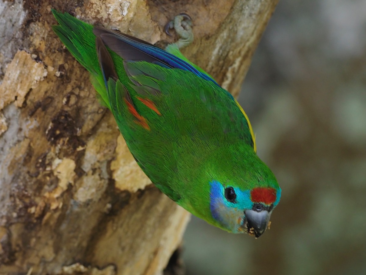 Double-eyed Fig-Parrot (Double-eyed) - ML610620405