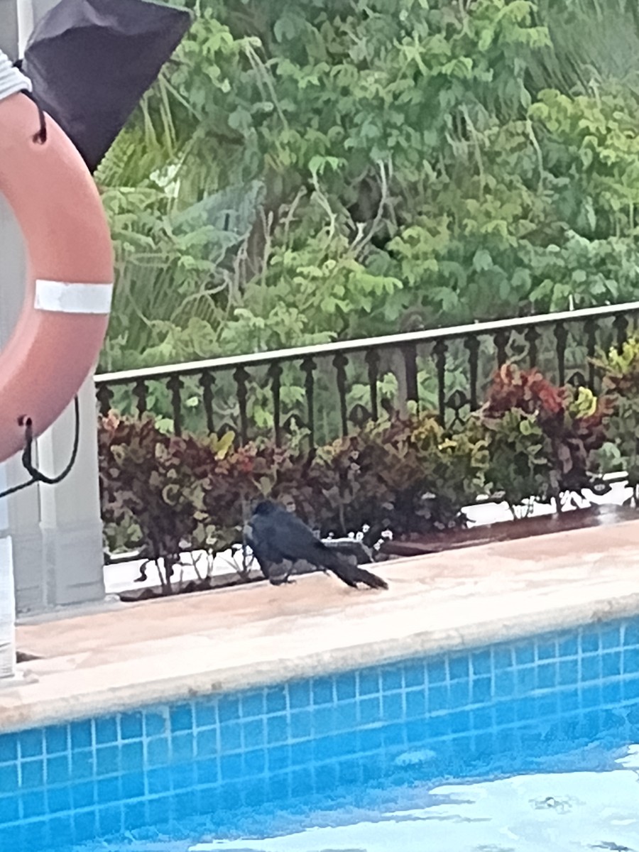Great-tailed Grackle - ML610621106