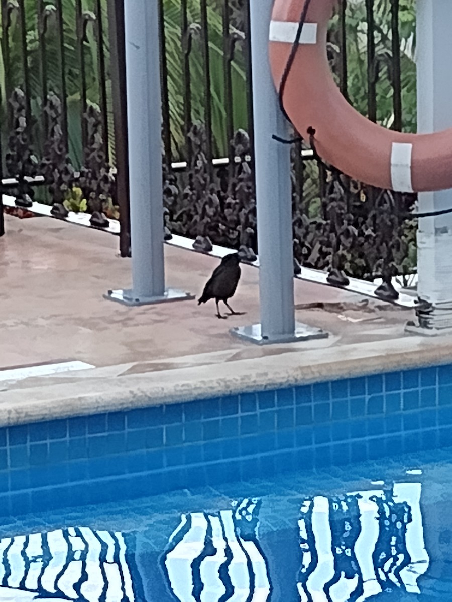 Great-tailed Grackle - ML610621108