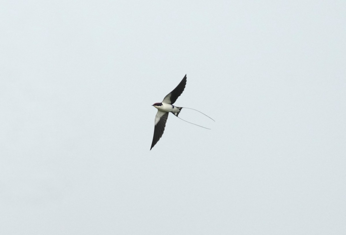 Wire-tailed Swallow - ML610621272