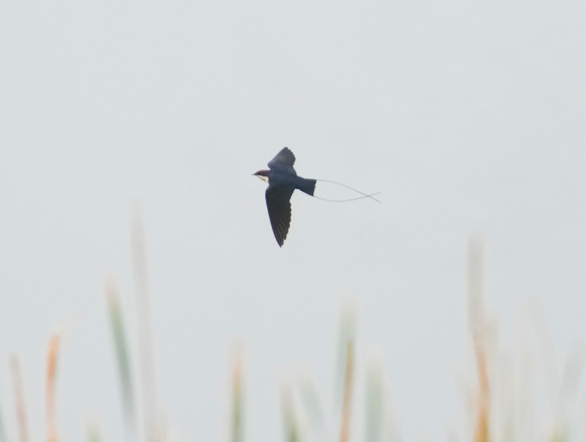 Wire-tailed Swallow - ML610621274