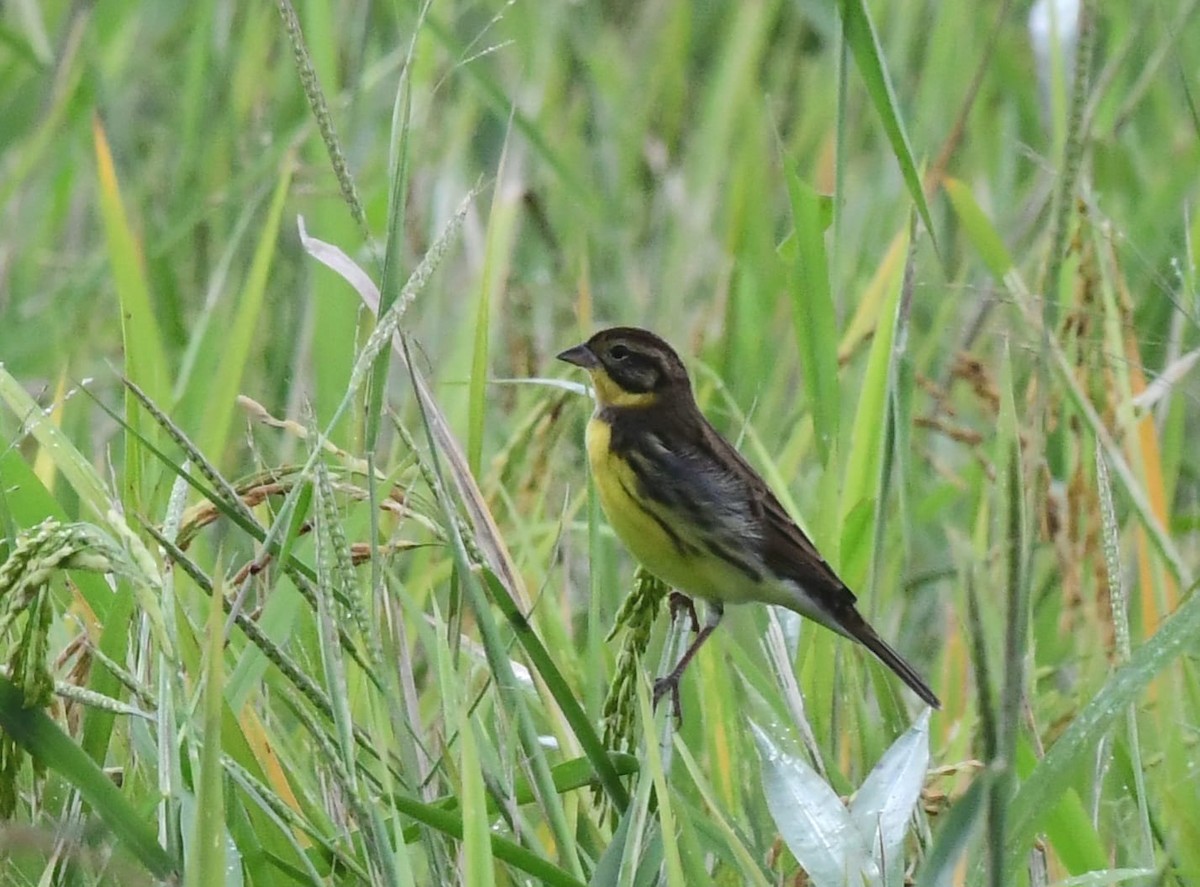 Yellow-breasted Bunting - ML610621354