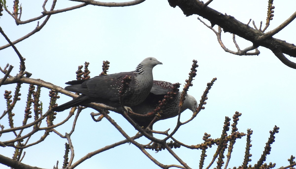 Speckled Wood-Pigeon - Sahana M