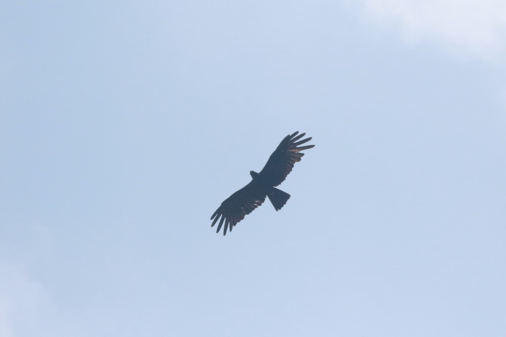 Black Eagle - Yovie Jehabut