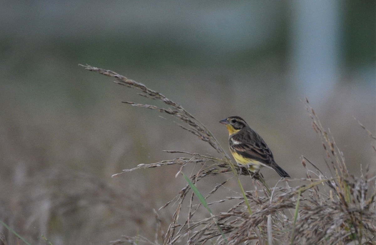 Yellow-breasted Bunting - ML610622359