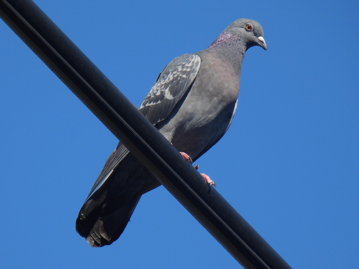 Rock Pigeon (Feral Pigeon) - ML610622533
