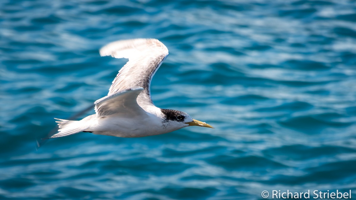 Great Crested Tern - ML610622709