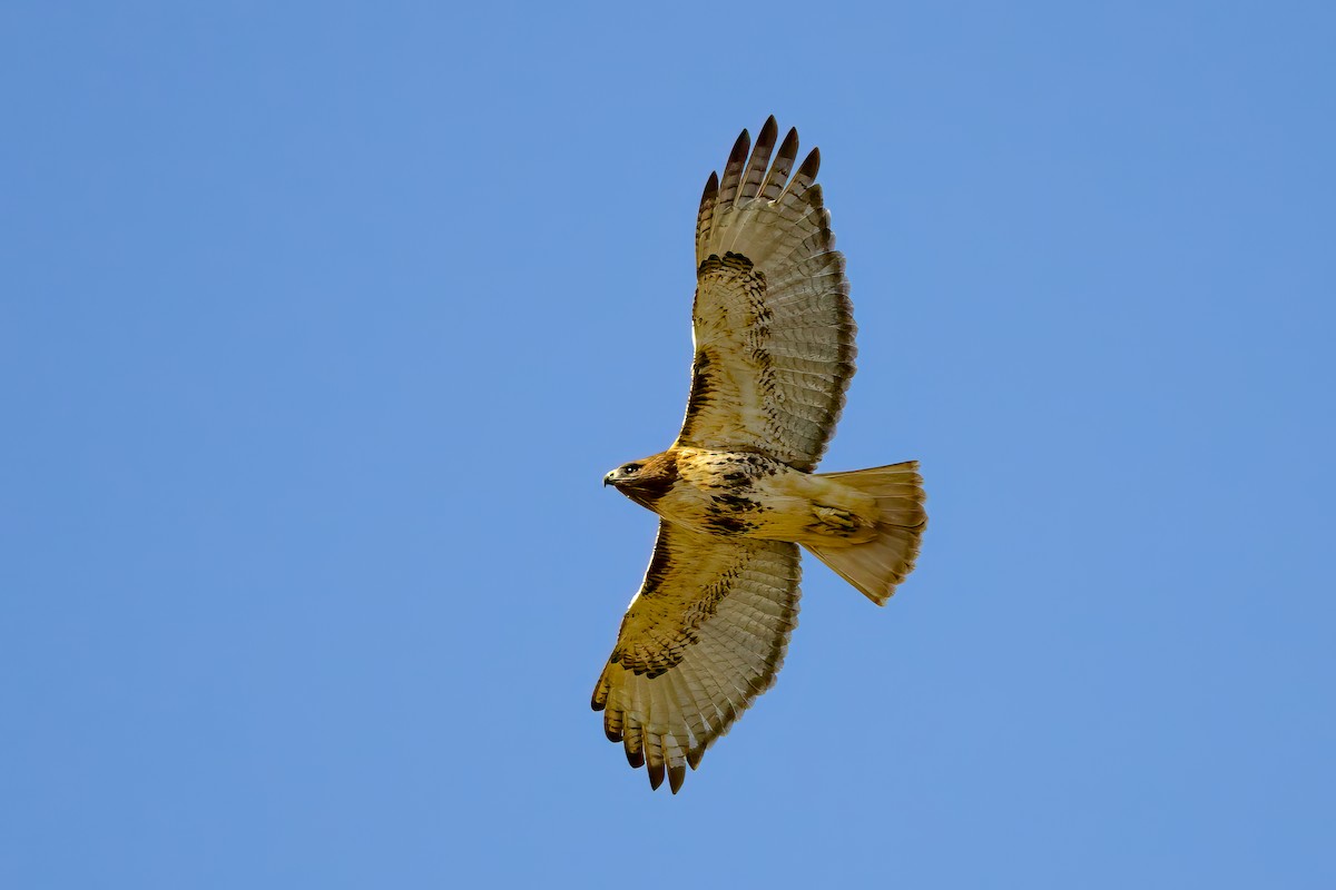 Red-tailed Hawk - ML610622808