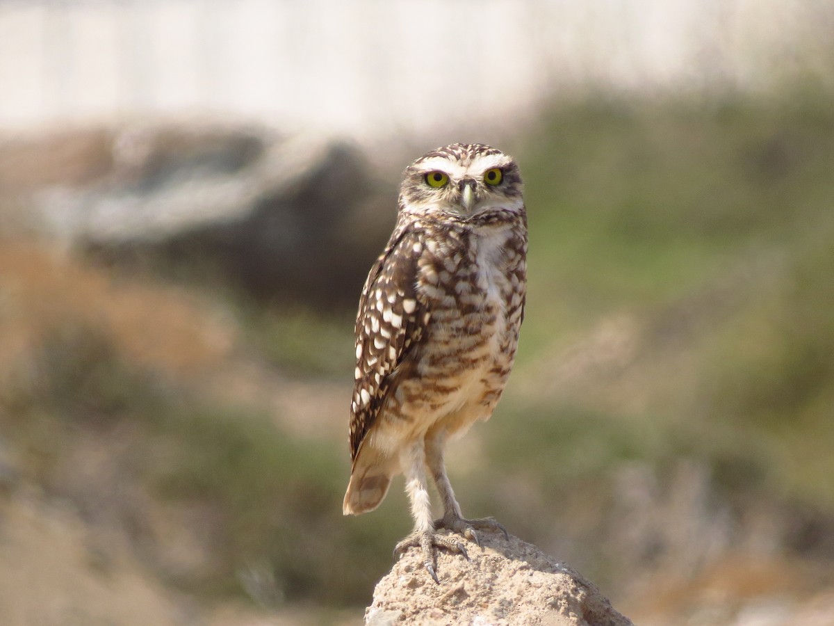 Burrowing Owl - ML610623863