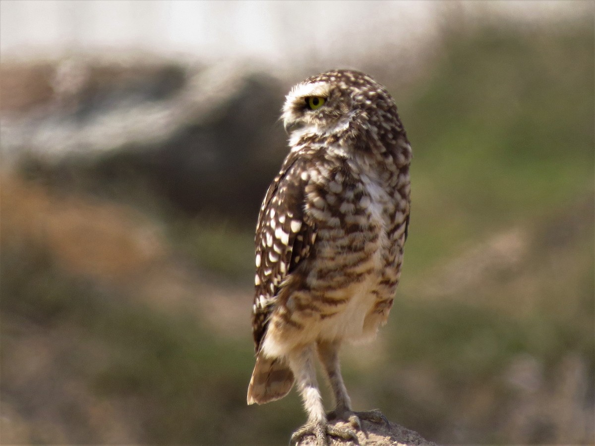 Burrowing Owl - ML610623867