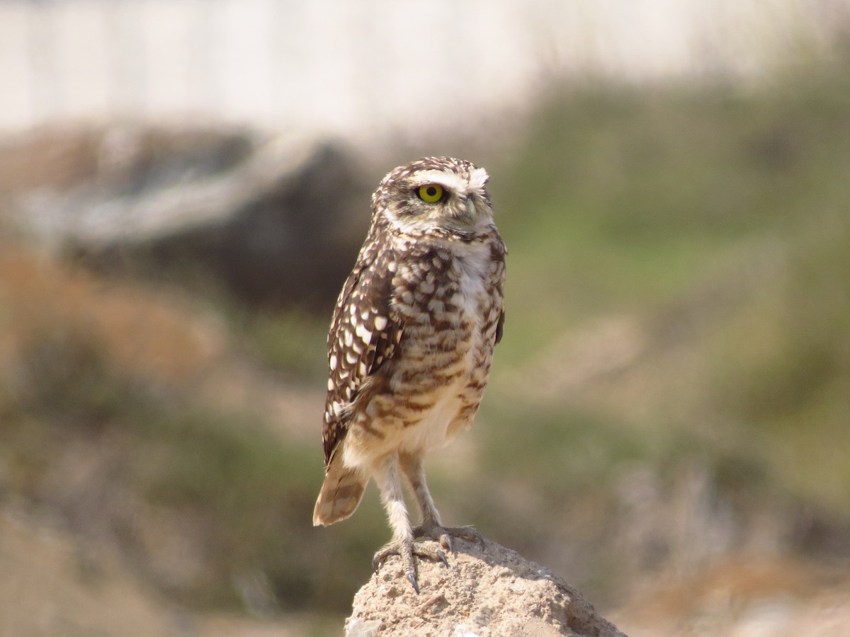 Burrowing Owl - ML610623874