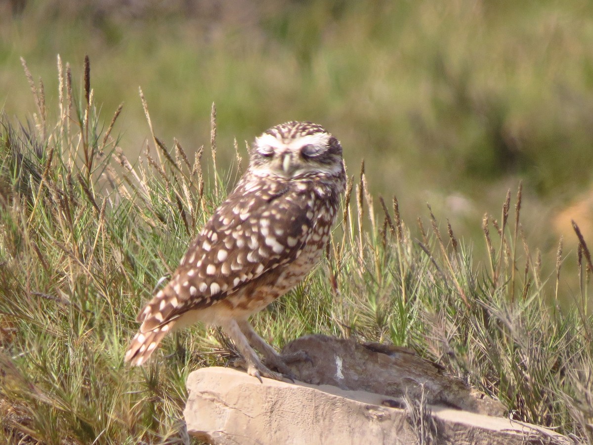 Burrowing Owl - ML610623877