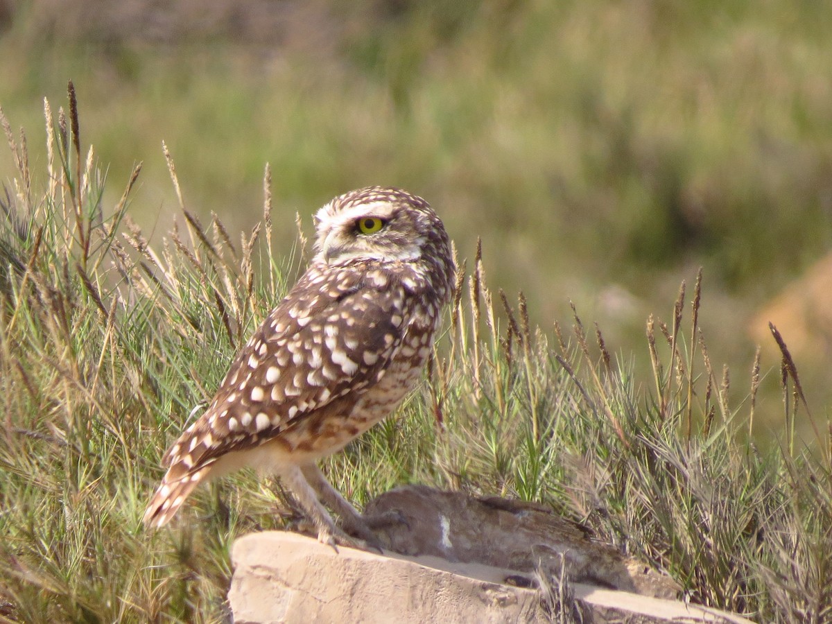 Burrowing Owl - ML610623881