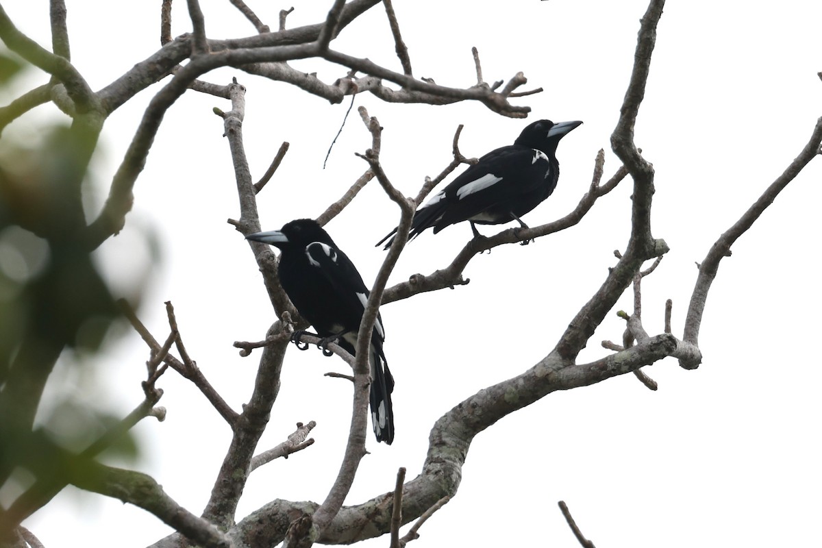 Tagula Butcherbird - eBird