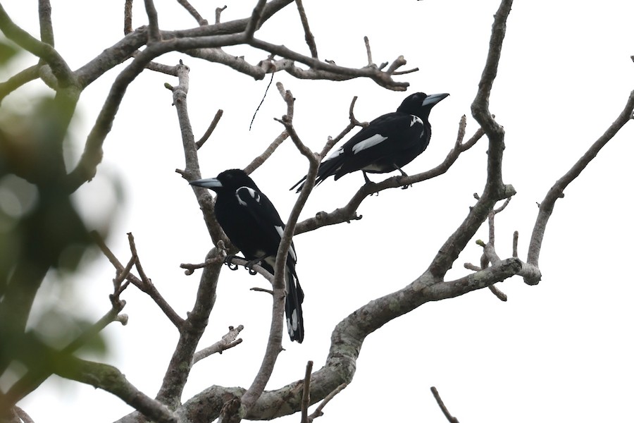 Tagula Butcherbird - eBird