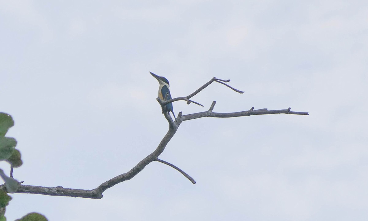 Melanesian Kingfisher - ML610624476