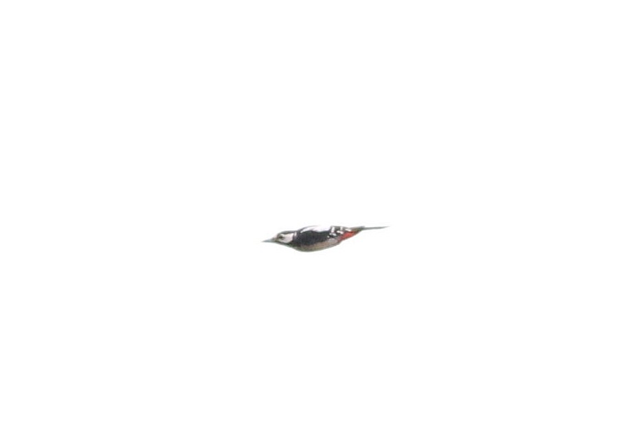 Great Spotted Woodpecker - Miguel García