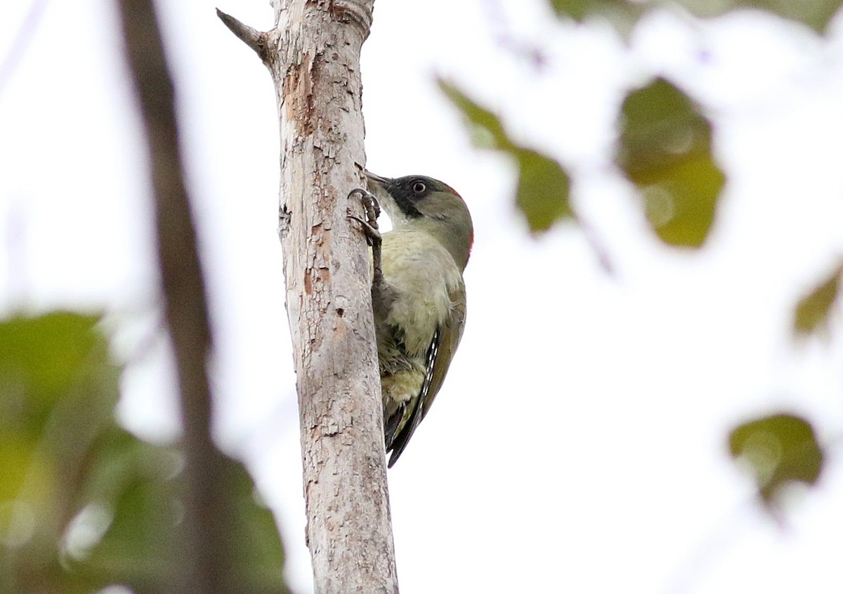 Iberian Green Woodpecker - ML610624552