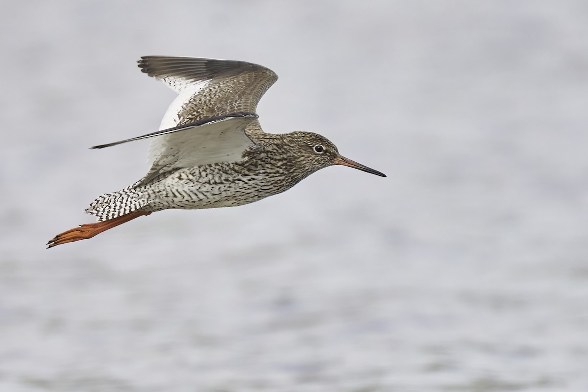 Common Redshank - Kevin Hughes