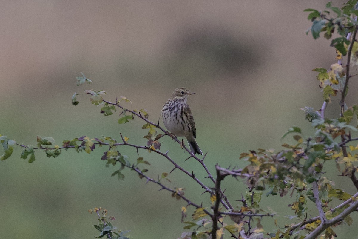 Meadow Pipit - ML610624671