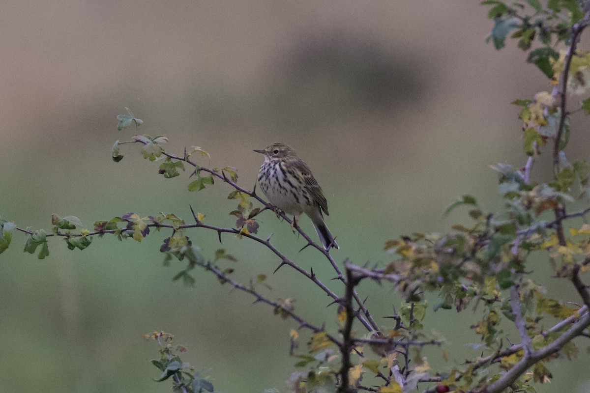 Meadow Pipit - ML610624672