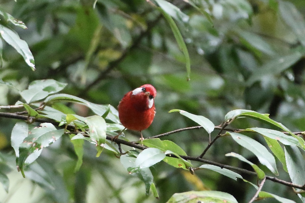 Red Warbler (White-cheeked) - ML610624945