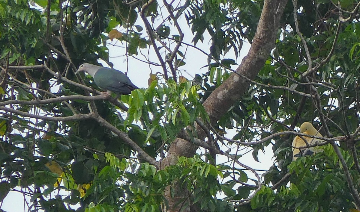 Yellowish Imperial-Pigeon - ML610625217