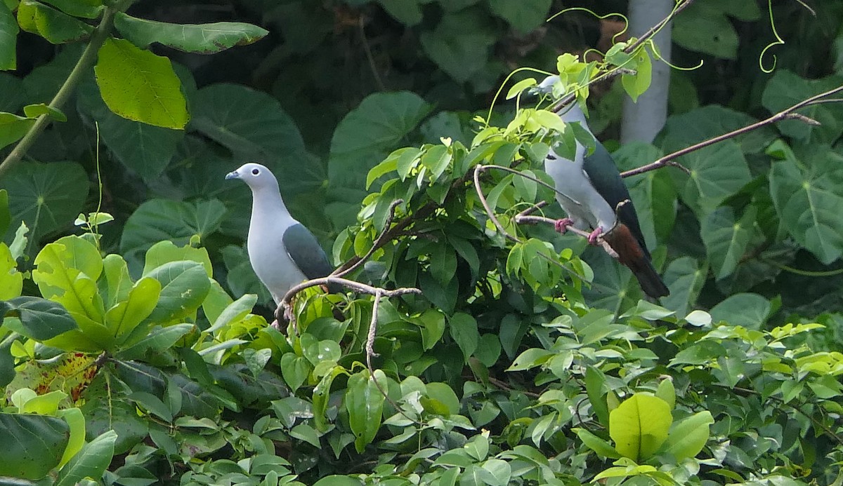 Island Imperial-Pigeon - ML610625254