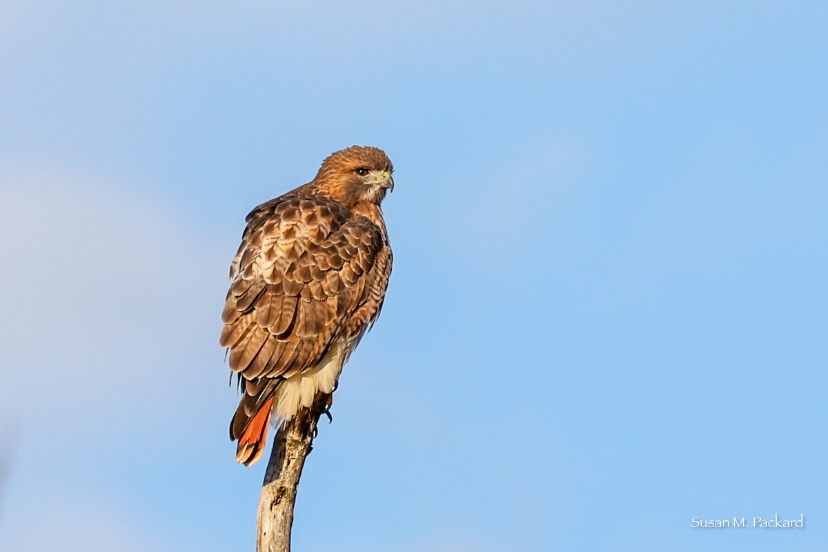Red-tailed Hawk - ML610625309
