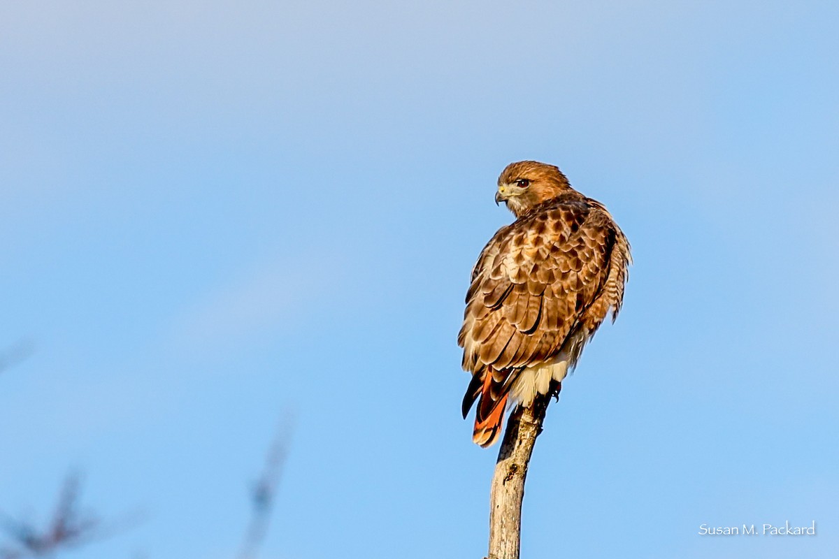 Red-tailed Hawk - ML610625310