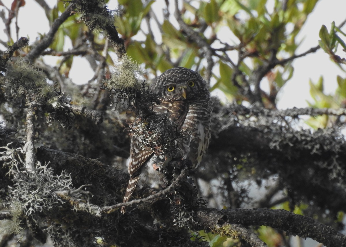 Collared Owlet - ML610625318