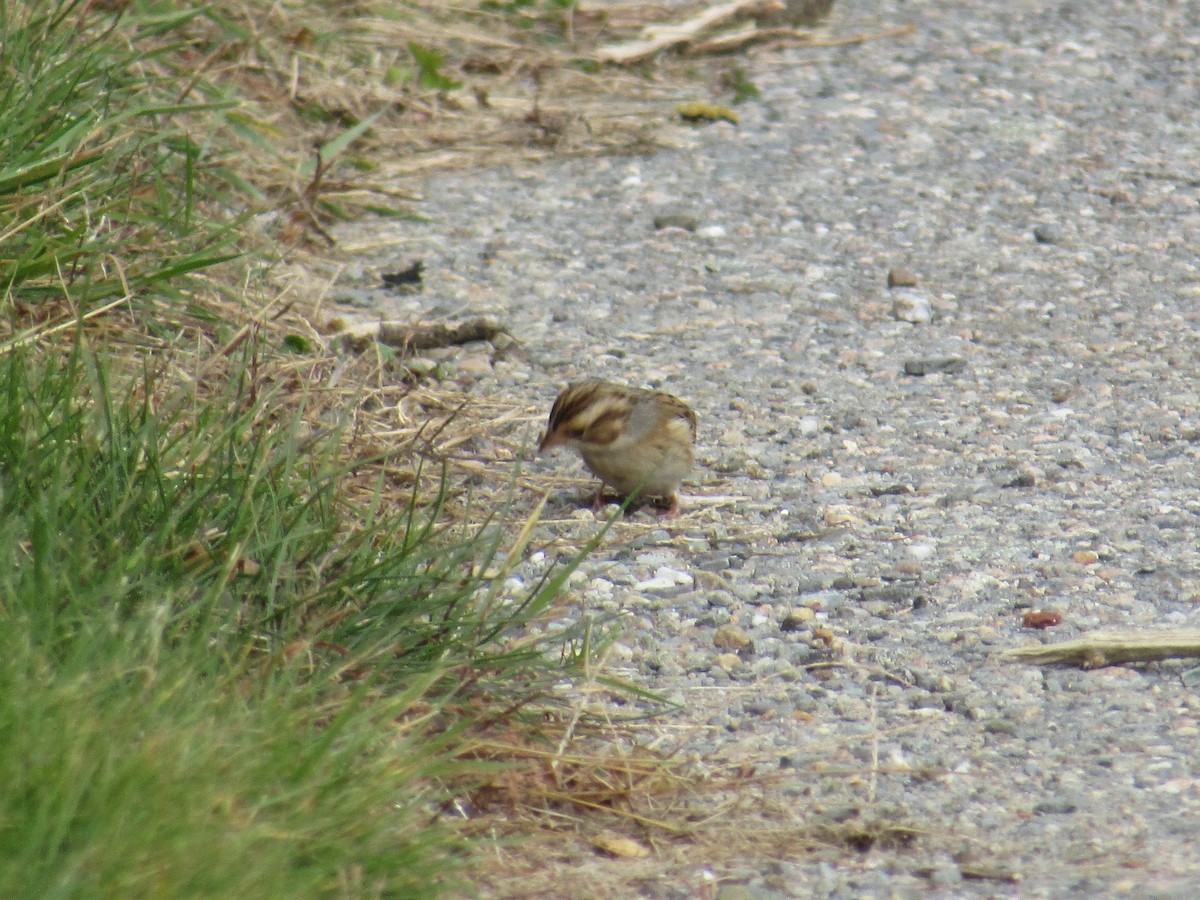 Clay-colored Sparrow - ML610625463