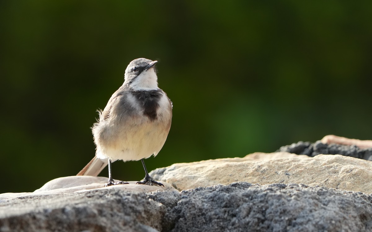 Cape Wagtail - ML610625486
