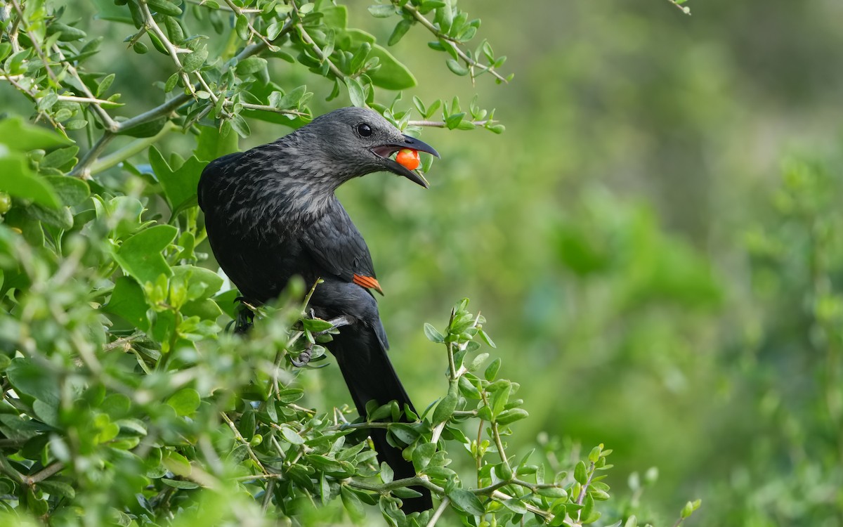 Red-winged Starling - ML610625517