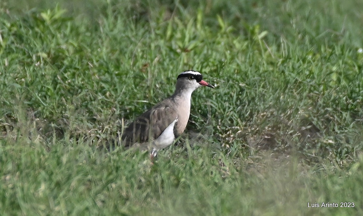 Crowned Lapwing - ML610626274