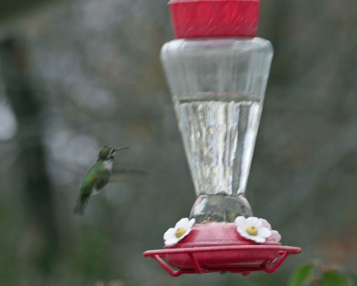 Anna's Hummingbird - Kevin Smith