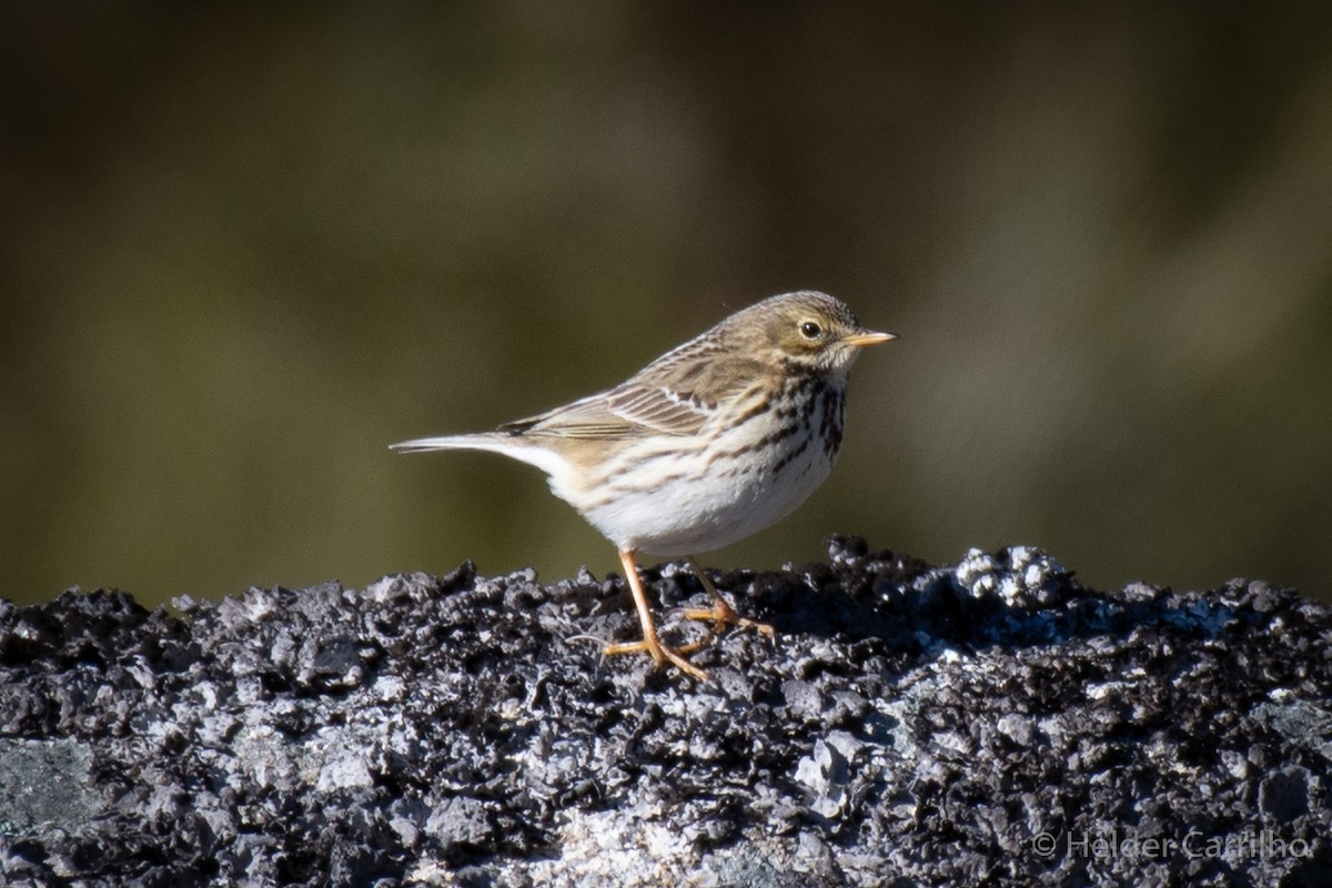 Meadow Pipit - ML610626574
