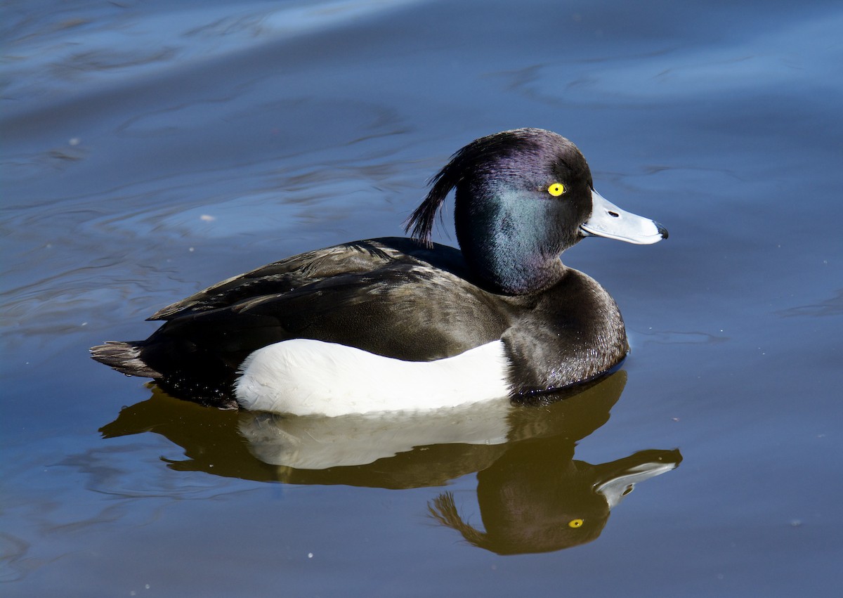Tufted Duck - ML610626979