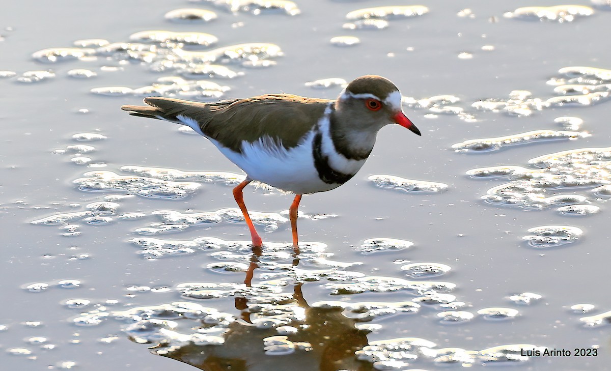 Three-banded Plover - ML610627288
