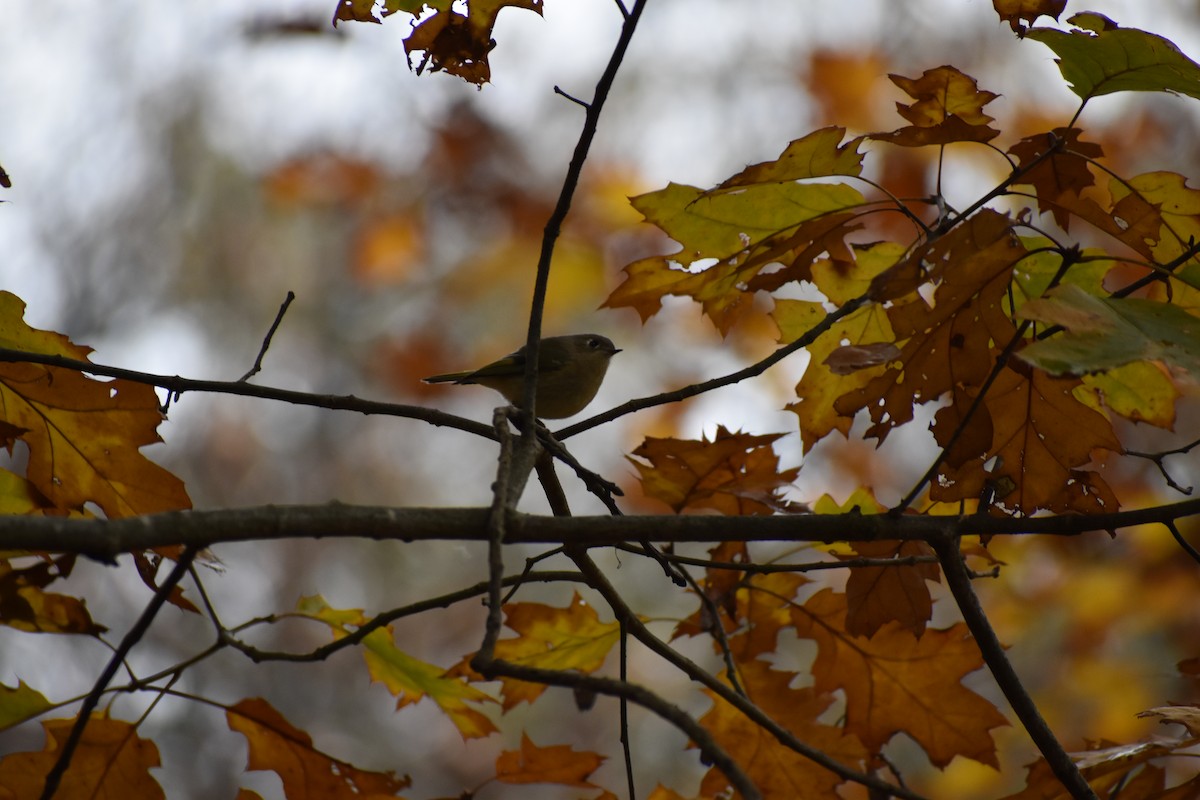 Ruby-crowned Kinglet - Lucy Oakes