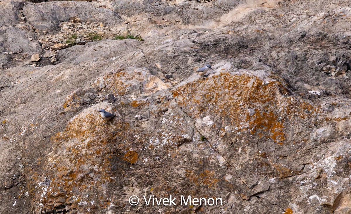 Western Rock Nuthatch - Vivek Menon