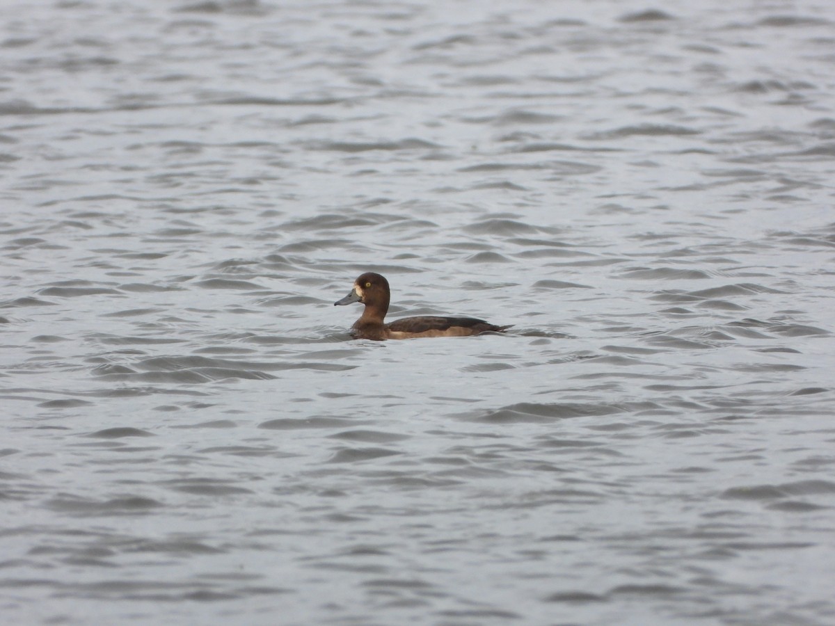 Greater Scaup - ML610628261